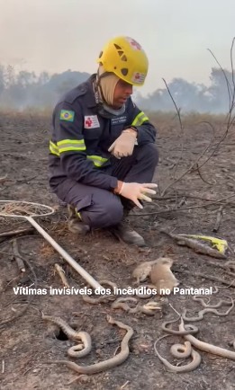 Animais mortos em incêndio fora de controle no Pantanal — Foto: Reprodução vídeo