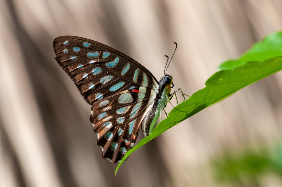 As borboletas têm seu tempo para sair do casulo — Foto: Freepik