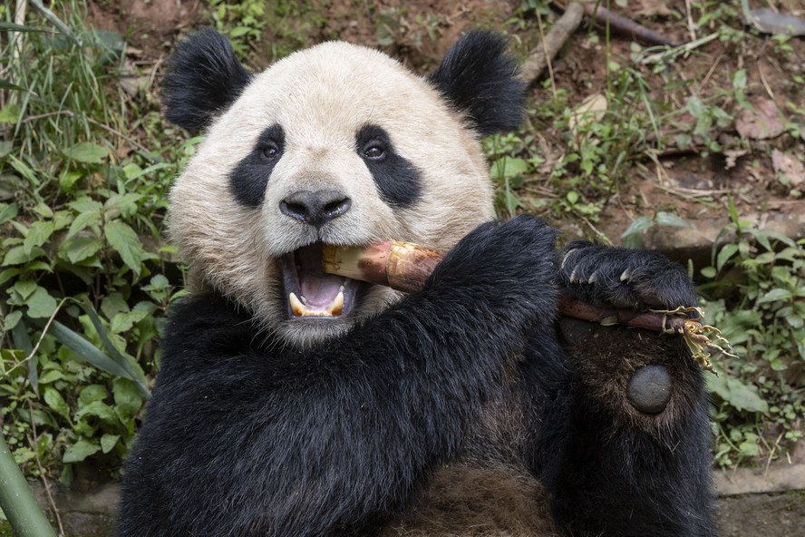 Yun Chuan compõe a dupla de pandas-gigantes enviados pela China para o zoológico da Califórnia, nos EUA