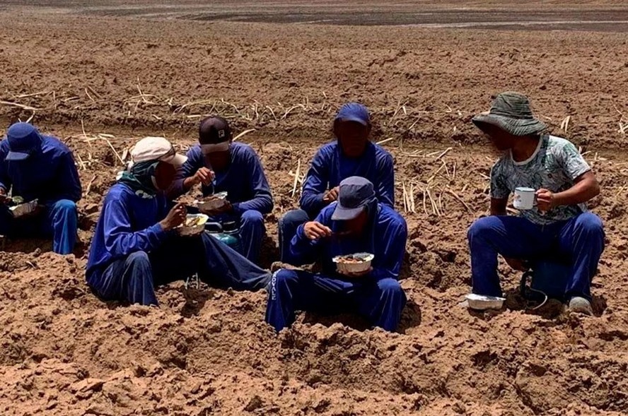 Trabalhadores resgatados em fazendas próximas a João Pinheiro (MG) eram obrigados a fazer as refeições no meio da plantação de cana-de-açúcar