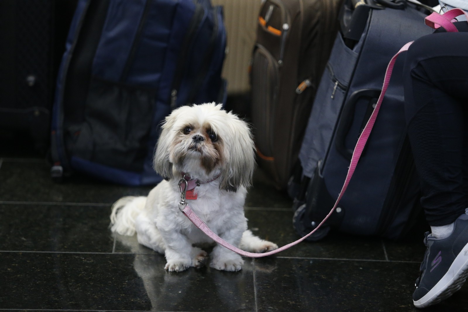 Avião da FAB trouxe ao Rio 214 brasileiros e animais de estimação — Foto: Fabiano Rocha