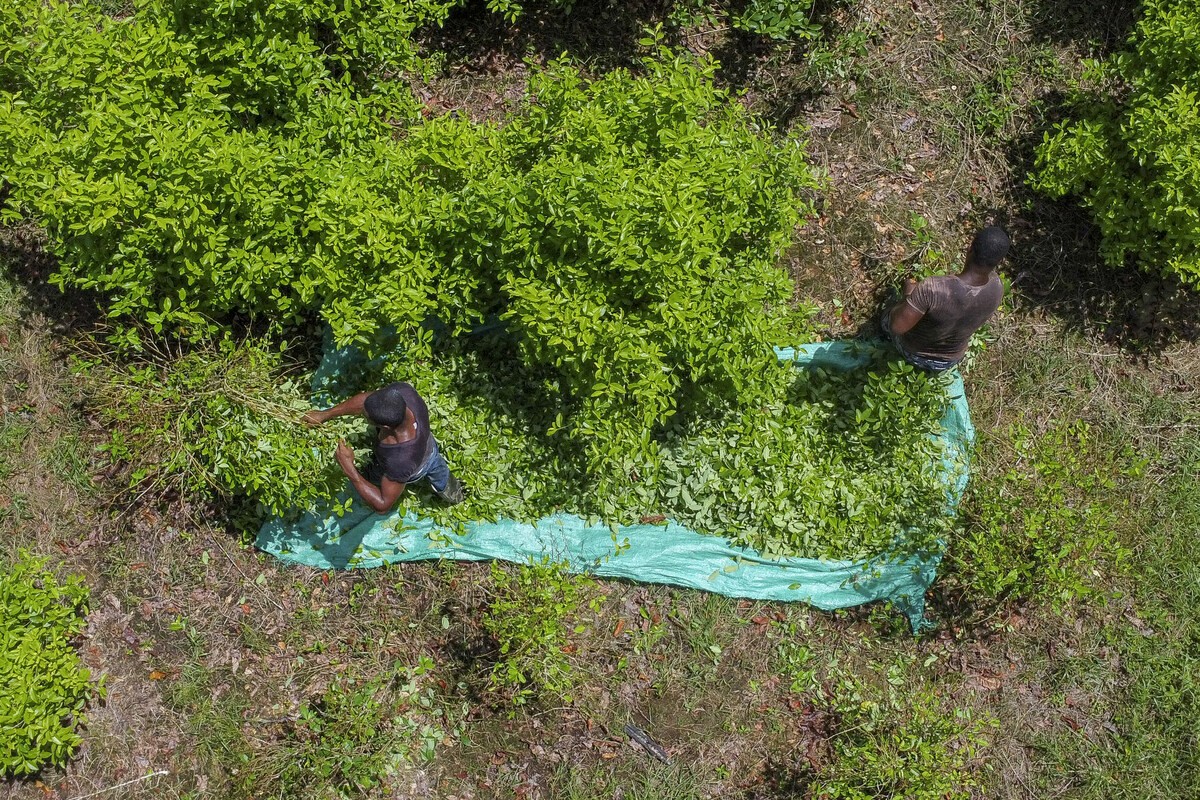 Imagem aérea de área de cultivo de cocaína próxima ao município de Olaya Herrera, na Colômbia — Foto: JOAQUIN SARMIENTO / AFP