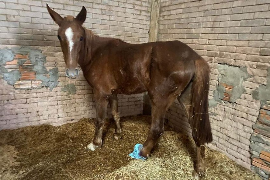 Cavalo recolhido por agentes da EPTC durante o periodo de enchente em Porto Alegre e encaminhados ao abrigo da EPTC localizado na Zona Sul da cidade.