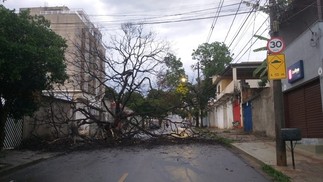 Rua Barroso Neto, em Belo Horizonte, é interditada por queda de árvore — Foto: Alex Araújo/g1