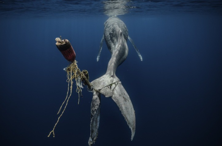 Já em terceiro lugar ficou a imagem “Sem Esperança”, do espanhol Alvaro Herrero López Beltrán. A foto mostra uma baleia jubarte presa em uma bóia, incapaz de se mover e “enfrentando uma morte lenta e dolorosa” — Foto: Alvaro Herrero López Beltrán/Siena International Photo Awards