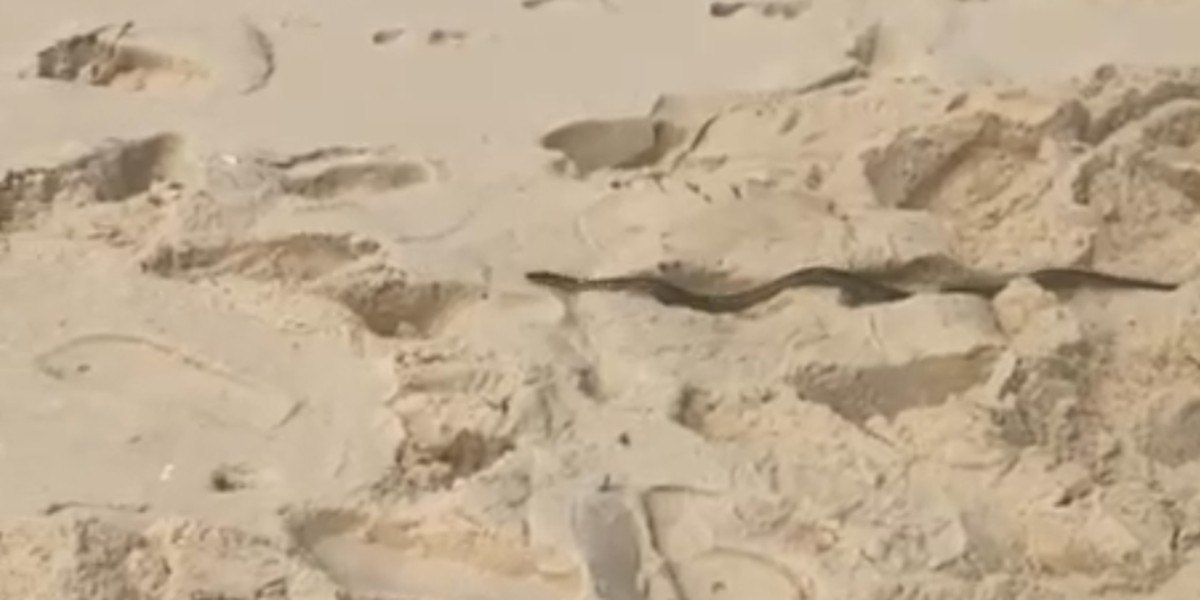 Serpente é flagrada nas areias da praia da Reserva, na Barra da Tijuca; veja vídeo