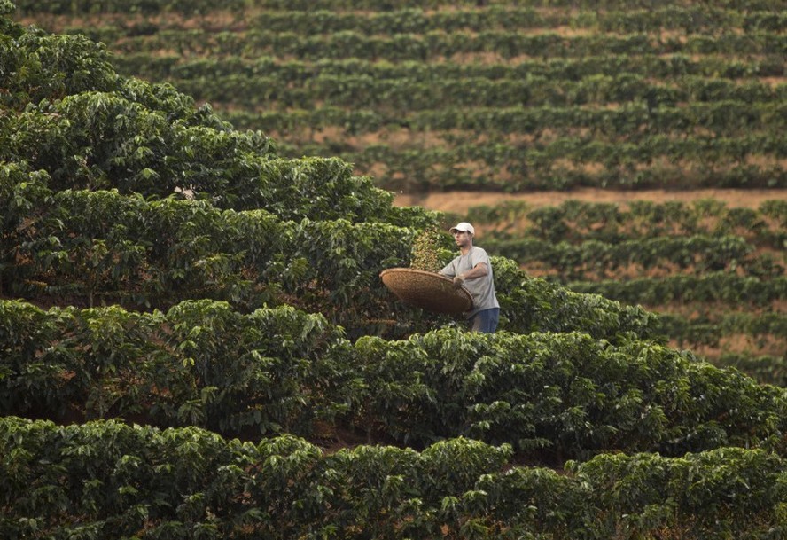 Produtores de café criaram plataforma própria que já reúne 94% das exportações ao bloco com sensoreamento remoto e geolocalização de produtores