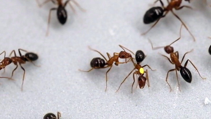 Formigas amputam as pernas das outras para evitar infecção