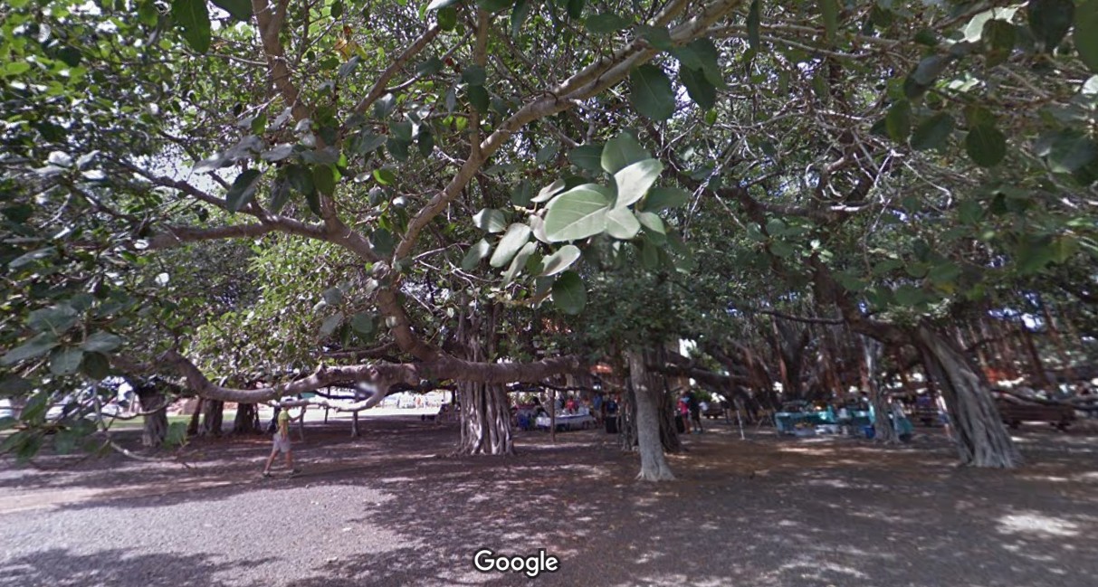 Histórica figueira-de-bengala vista antes do incêndio florestal em Lahaina, oeste de Maui, Havaí — Foto: Google