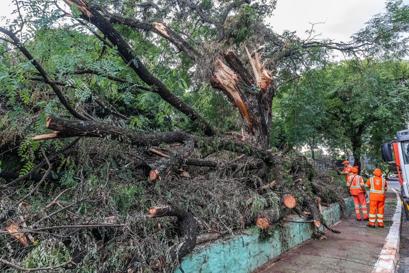 Árvore caída na Av. 23 de Maio, próximo ao Parque Ibirapuera — Foto: Edilson Dantas