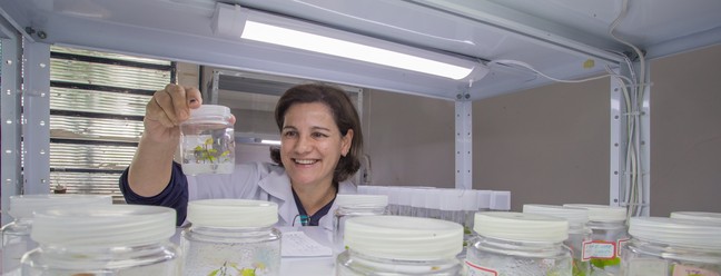 Escola Superior de Agricultura Luiz de Queiroz, em Piracicaba, São Paulo. Mariza Monteiro, pesquisadora e fundadora da Arbotec, empresa que desenvolve mudas de árvores madeireiras entre outras. — Foto:  Edilson Dantas / Agência O Globo