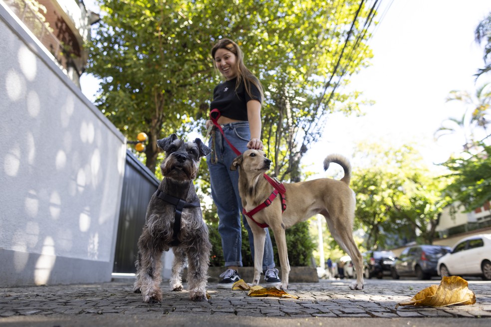 O schnauzer Zeca foi envenenado há duas semanas e já está recuperado — Foto: Marcia Foletto