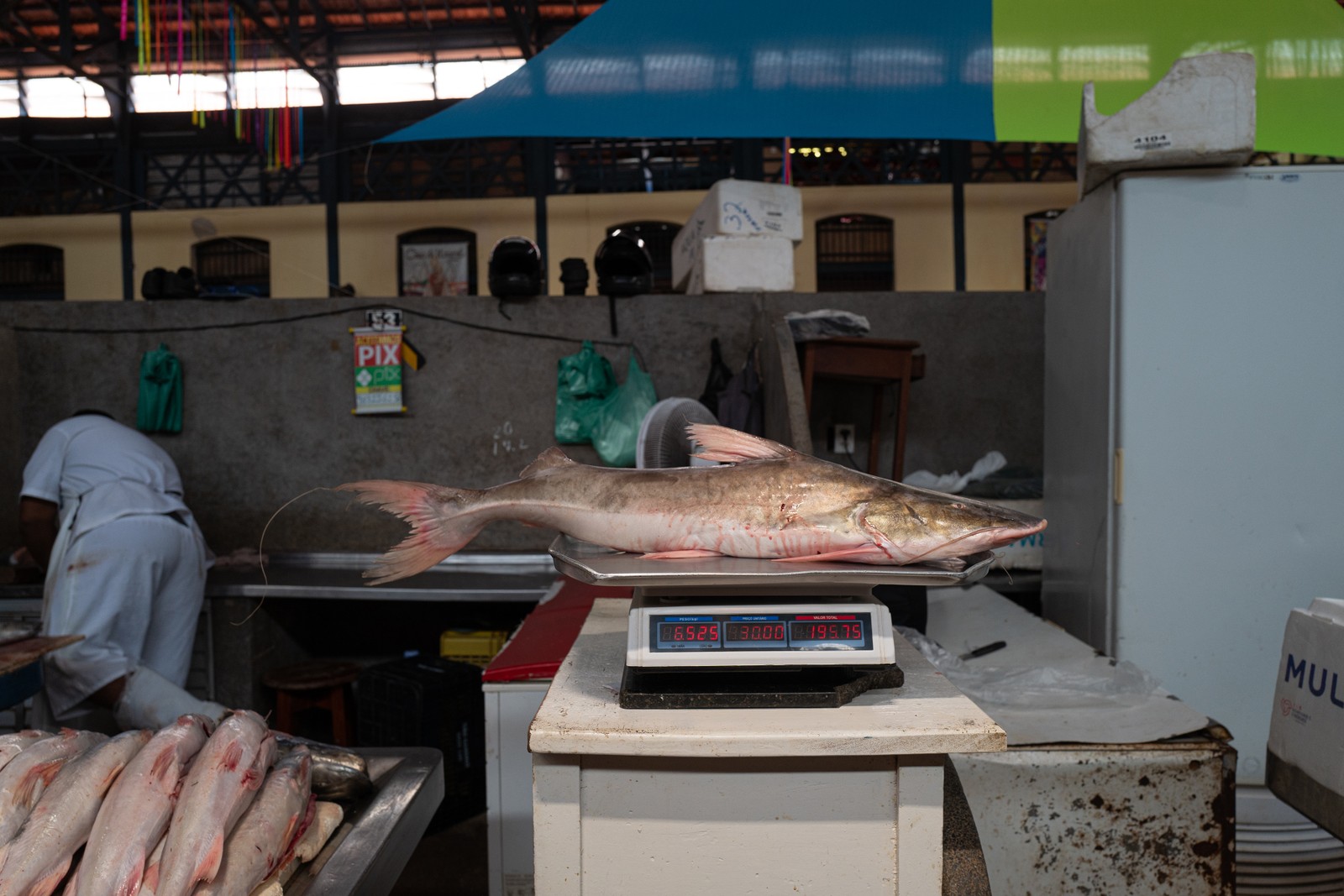 No mercado Ver-o-Peso turistas também encontram peixes amazônicos como o famoso filhote, um dos mais consumidos nos restaurantes de Belém do Pará — Foto: Alessandro Falco/The New York Times