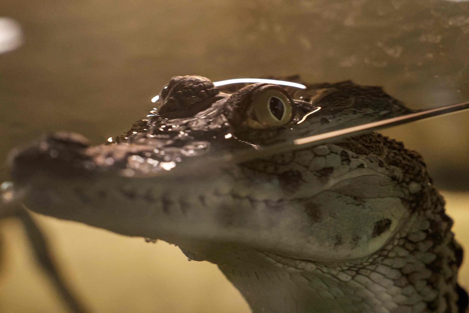 Recém-aberto nos Emirados Árabes Unidos, o Dubai Crocodile Park reúne 250 crocodilos-do-nilo, um dos principais predadores da África  — Foto: Giuseppe Cacace / AFP