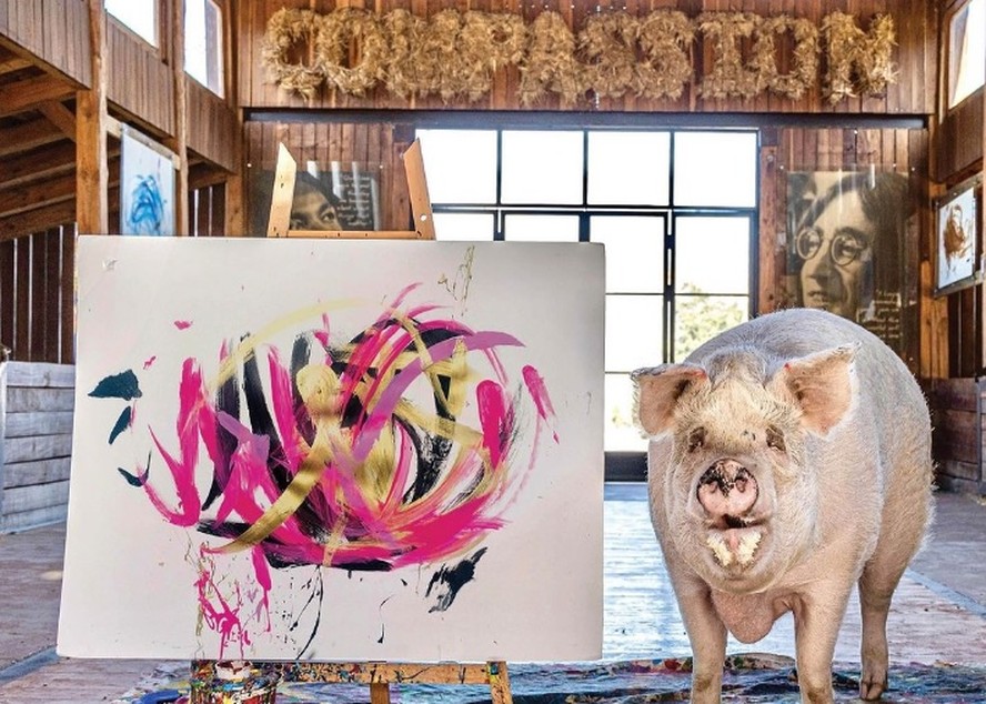 A porca Pigcasso com a pintura feita pro ela