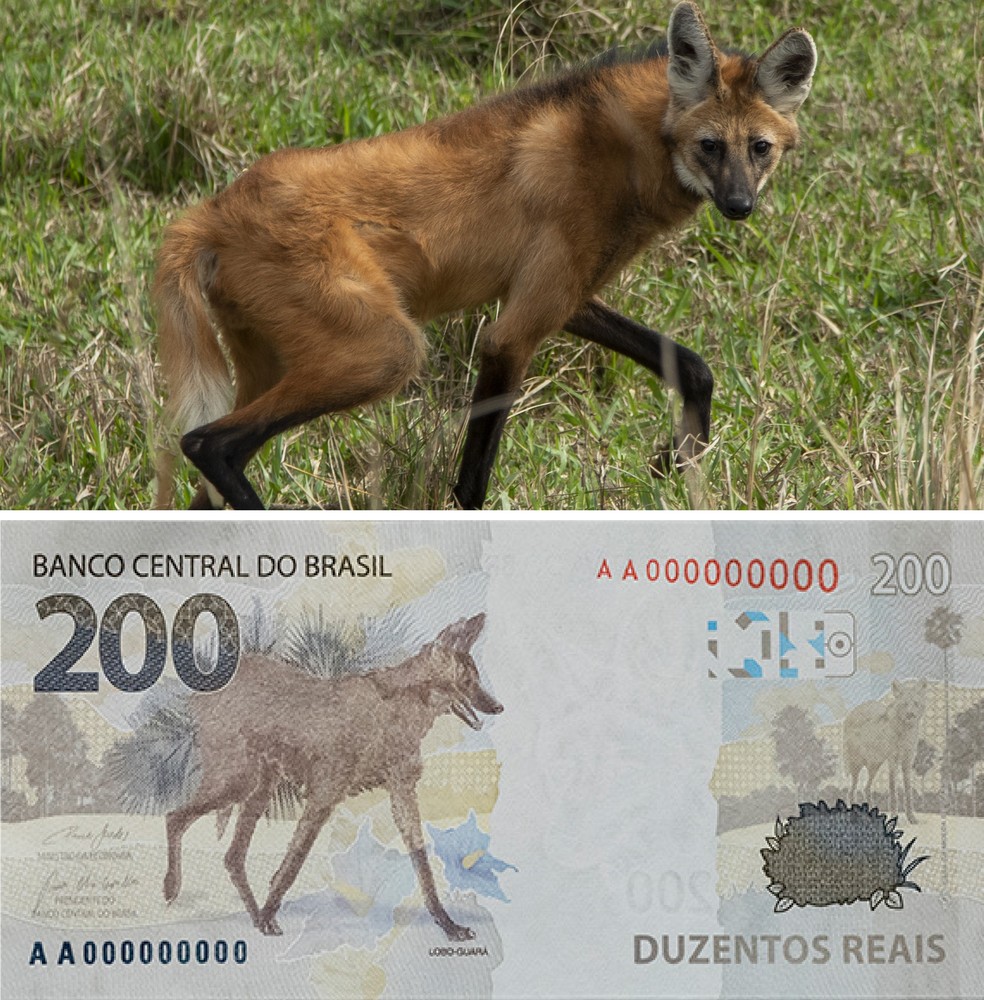 Animal ameaçado de extinção, o lobo-guará foi escolhido para estampar a nota de 200 reais em 2020 — Foto: Guito Moreto/Agência O Globo e Reprodução/Banco Central do Brasil