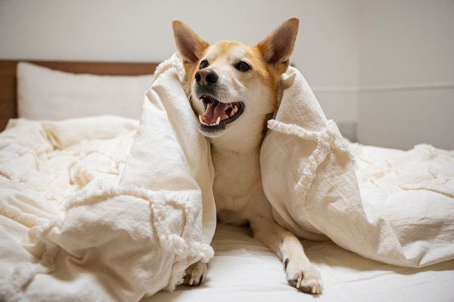 Cachorros costumam se esfregar na cama