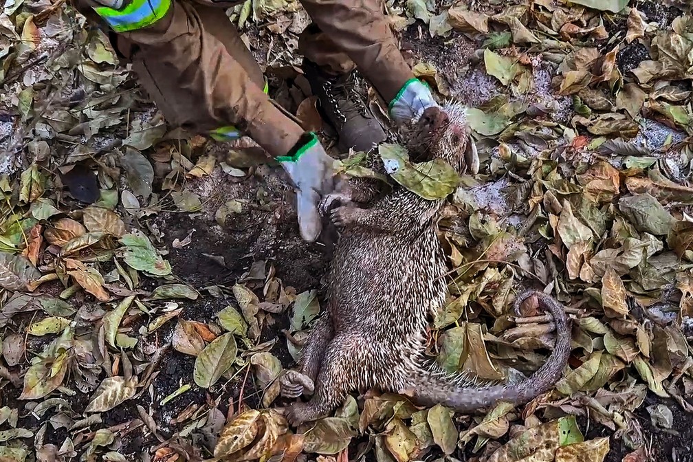 Animais fogem pelas estradas feitas pelos bombeiros — Foto: Rogerio Florentino/AFP