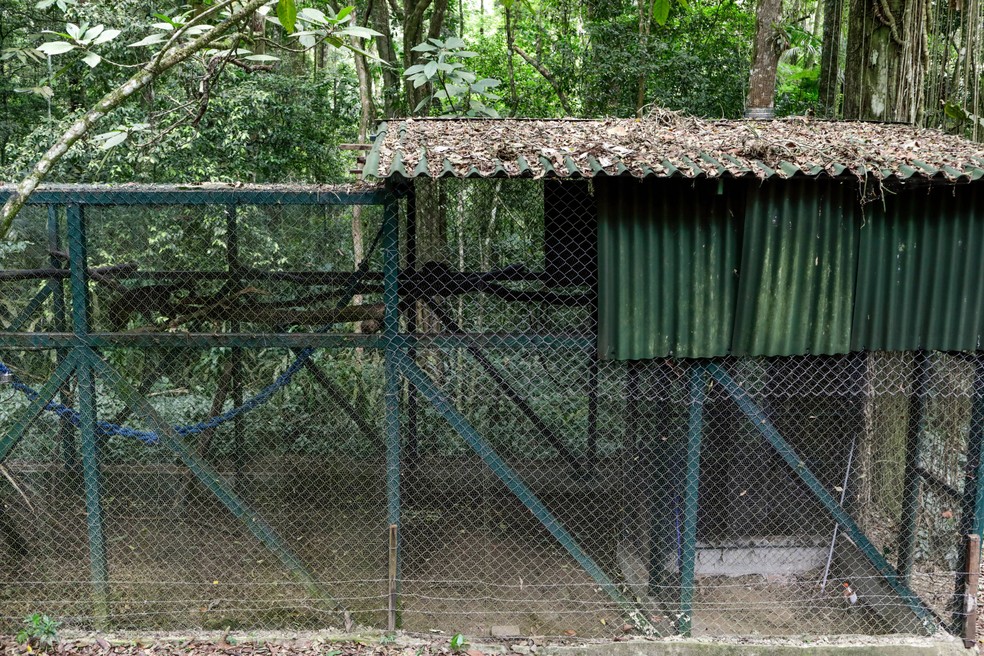 O espaço especial onde os animais estão desde abril e têm atraído a visita de macacos da mesma espécie — Foto: Gabriel de Paiva/Agência O Globo