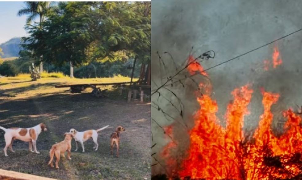 Veja o antes e depois da fazenda da atriz Lúcia Veríssimo — Foto: Reprodução/Redes Sociais