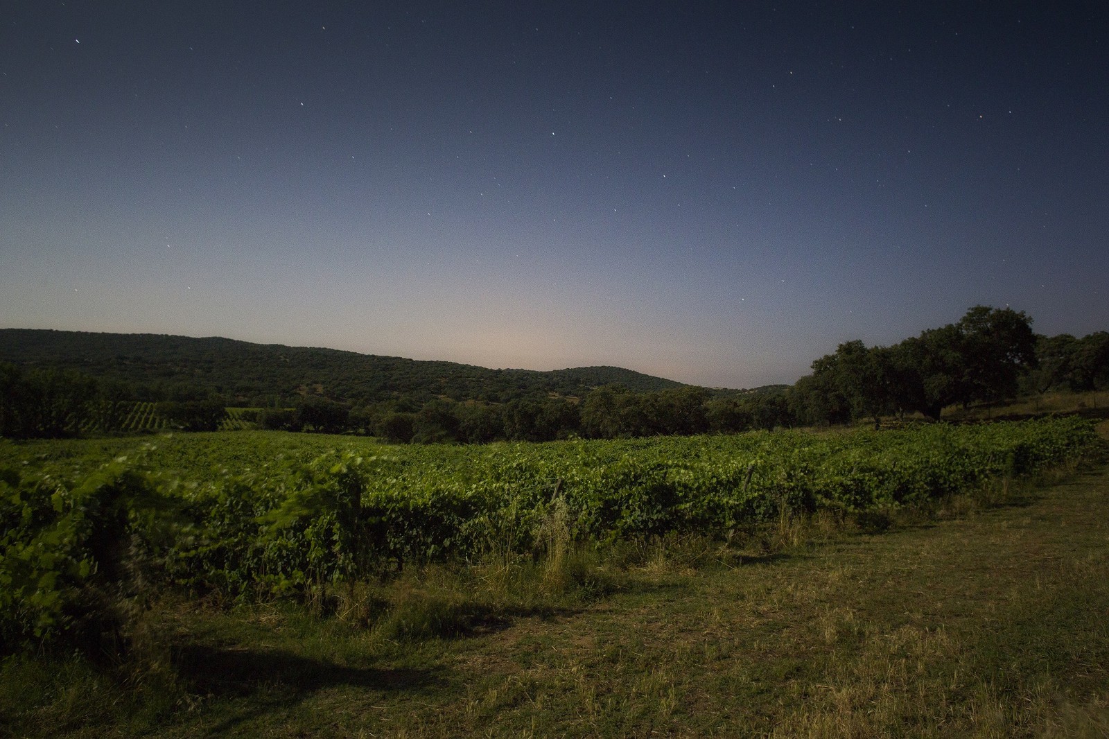 O Monte da Ravasqueira: cenário da vinícola Ravasqueira — Foto: Divulgação