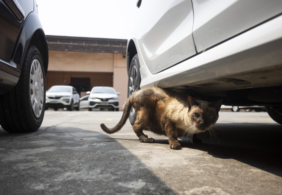 Gato se abriga embaixo de um veículo no pátio do Arquivo Nacional — Foto: Márcia Foletto