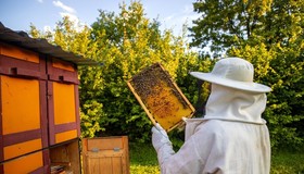 Startup ajuda apicultores a entrarem na cadeia produtiva 