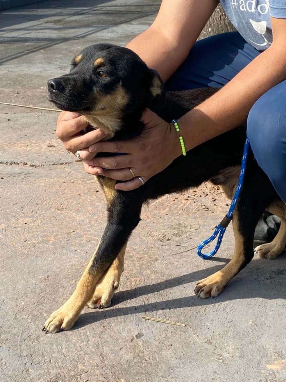 Animais foram resgatados no Rio Grande do Sul — Foto: Divulgação