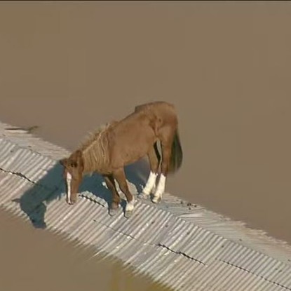 Cavalo Caramelo é resgatado de telhado em meio a enchente no Rio Grande do Sul