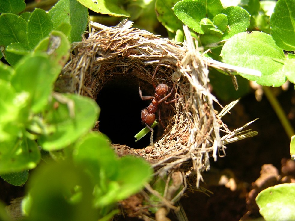 Na fábula famosa, formigas representam poupadores  — Foto: Pedro Nunes/Pixabay