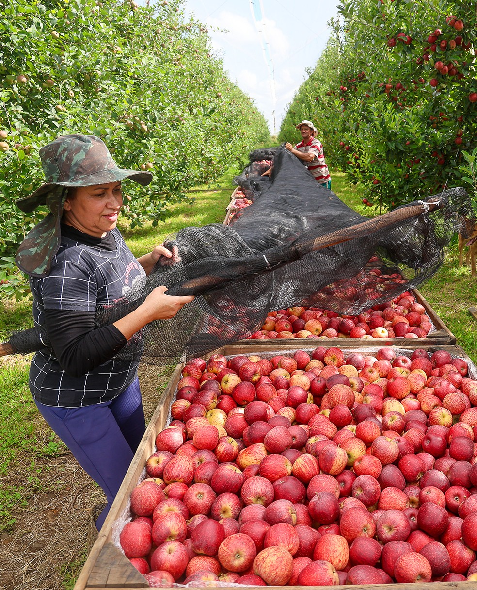 Colheita de maçã em SC; só 2,7% das frutas brasileiras, que são rastreadas, vão para o exterior — Foto: Ricardo Trida/Secom