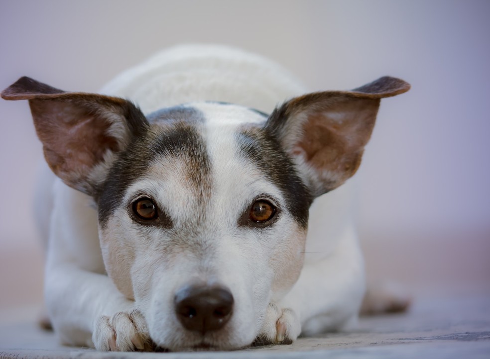 Programa de cuidados de animais com doenças crônicas mostra quais distúrbios são mais comuns nos pets — Foto: Ylanite Koppens/ Pexels/ Creative Commons