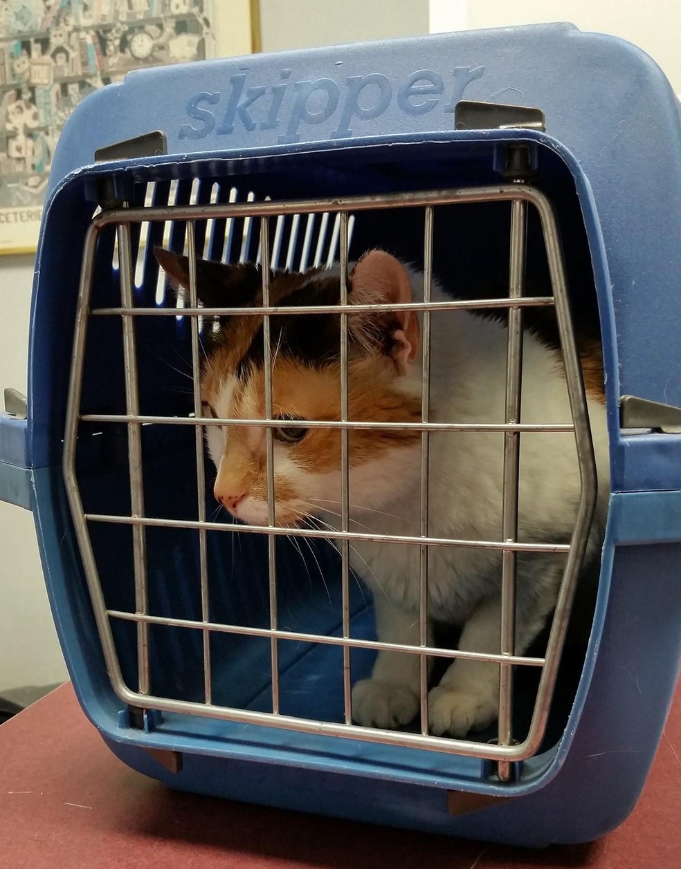 Em viagens de carro, animais de pequeno porte devem ser transportados em caixas apropriadas, presas ao cinto de segurança — Foto: ( PxHere/ Domínio Público/ CreativeCommons)