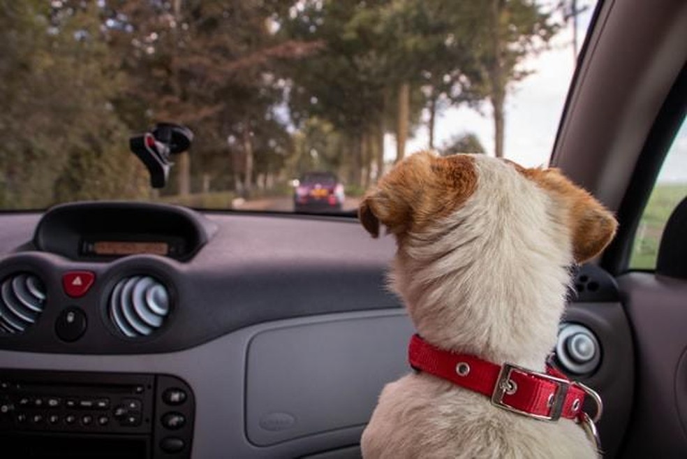 Deixar os animais no carro fechado pode levar à hipertermia e até à morte — Foto: ( Unsplash/ marieke koenders/ CreativeCommons)