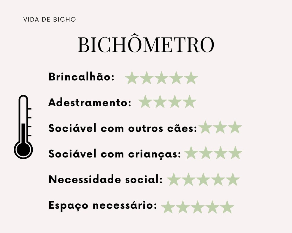 Confira o "bichômetro", um resumo da raça pastor belga malinois — Foto: ( Montagem Vida de Bicho/ Divulgação)