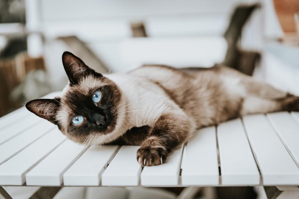 Gatos também podem portar LCN; o siamês é uma das raças com predisposição — Foto: ( Unsplash/ Alex Meier/ CreativeCommons)