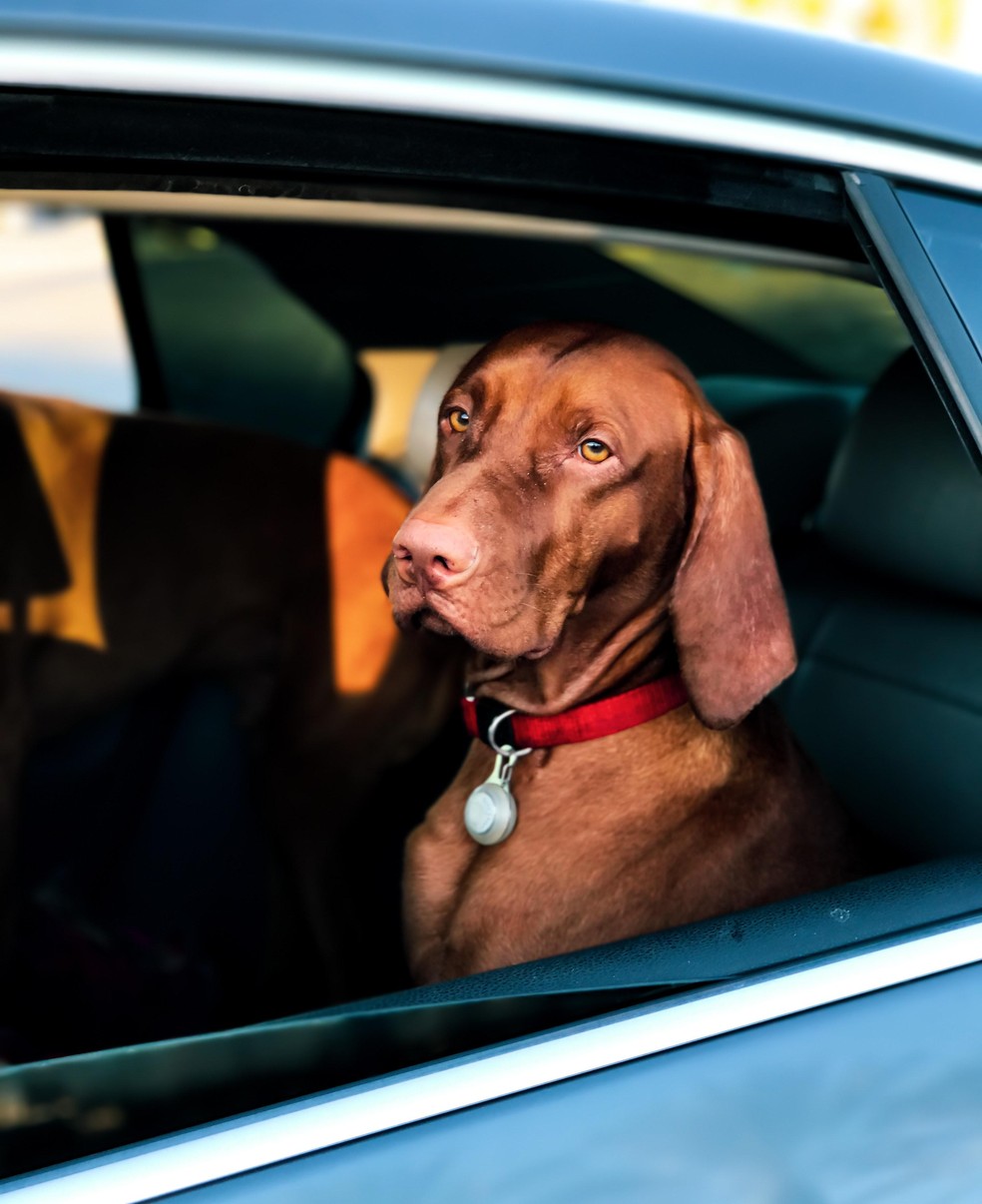 Se encontrar um pet fechado no carro, retire-o imediatamente e procure um médico-veterinário — Foto: ( Pexels/ Charles Roth/ CreativeCommons)