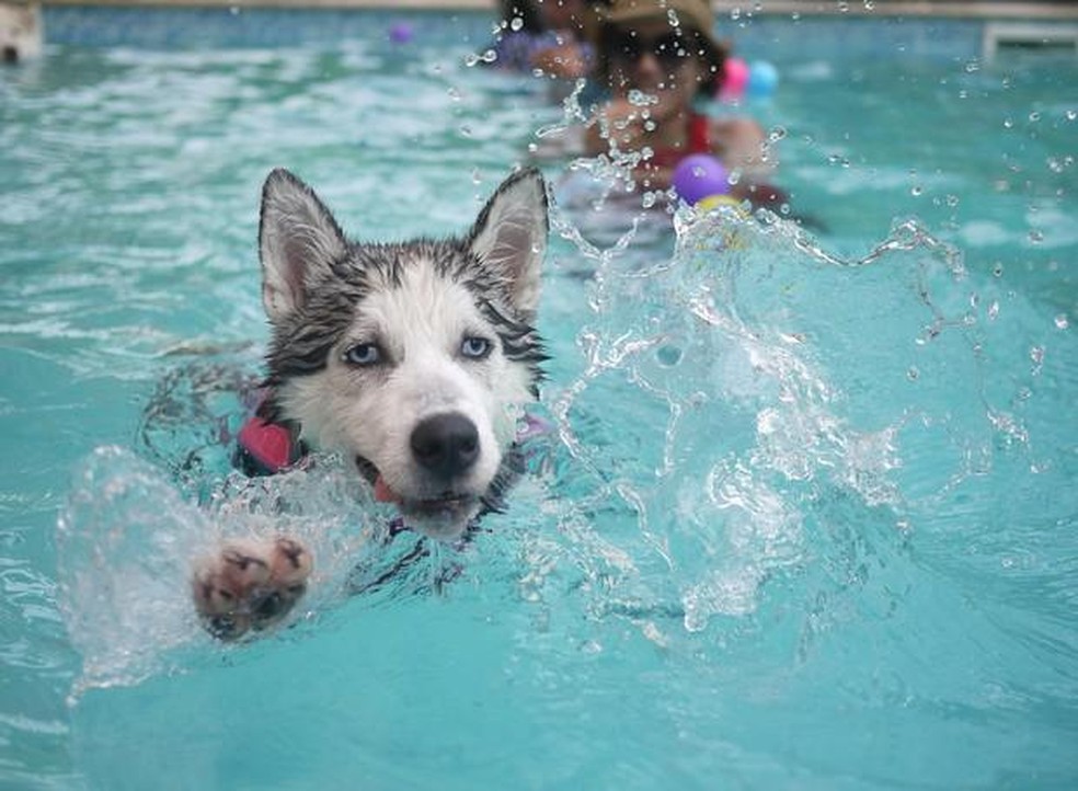 A natação ajuda os pets a gastarem energia com menor impacto nas articulações e nos ligamentos — Foto: ( Piabay/ Iannnnn/ CreativeCommons)