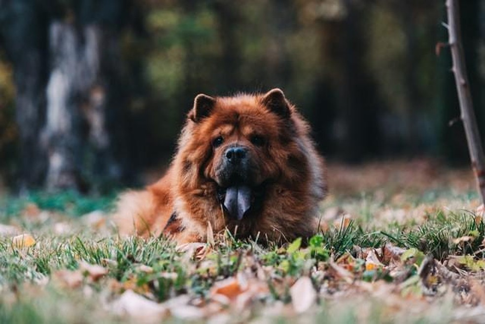 A língua do chow chow apresenta coloração azulada devido à grande quantidade de melanina — Foto: ( Unsplash/ Alex Blăjan/ CreativeCommons)