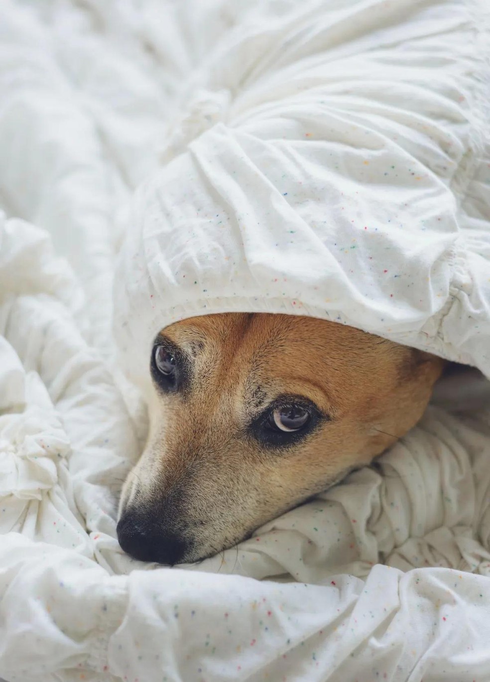 Uma boa estratégia de acolhimento é garantir uma área confortável para o cão descansar durante a queima de fogos e rojões, como uma caminha quente — Foto: ( Unsplash/ Tracey Hocking/ CreativeCommons)