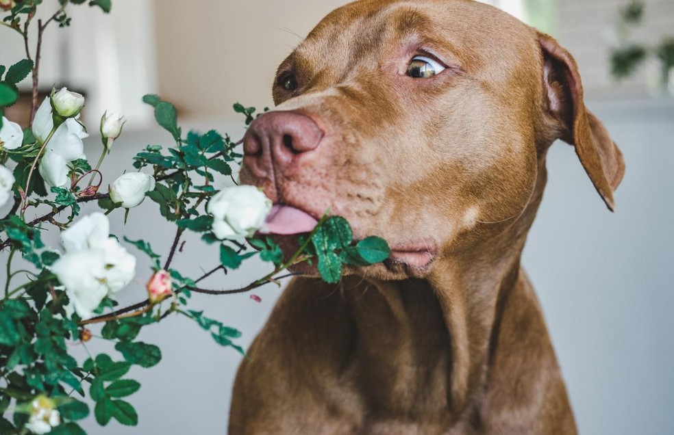 As ervas e plantas medicinais para cães, diferentemente da catnip, precisam de indicação de um médico-veterinário e não podem ser oferecidas em livre demanda — Foto: Canva/ CreativeCommons