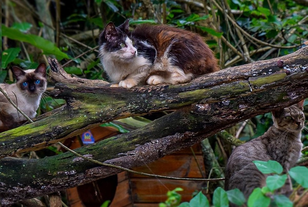 Na foto, gatos selvagens da Ilha Furtada, localizada no Rio de Janeiro — Foto: ( Diego Lara/ Território Audiovisual/ Divulgação )