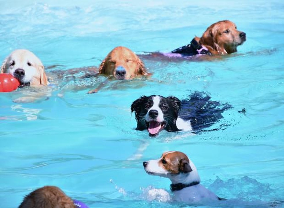 Cães podem aprender a nadar, mas é preciso paciência e recorrer a profissionais especializados — Foto: ( Clube de Cãompo/ Divulgação)