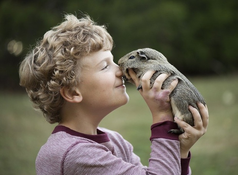 Segundo médico-veterinário, o porquinho-da-índia é uma boa opção para quem tem crianças, não dispõe de muito espaço, e gostaria de ter um pet — Foto: ( Pixabay/ Mgventer10/ CreativeCommons)