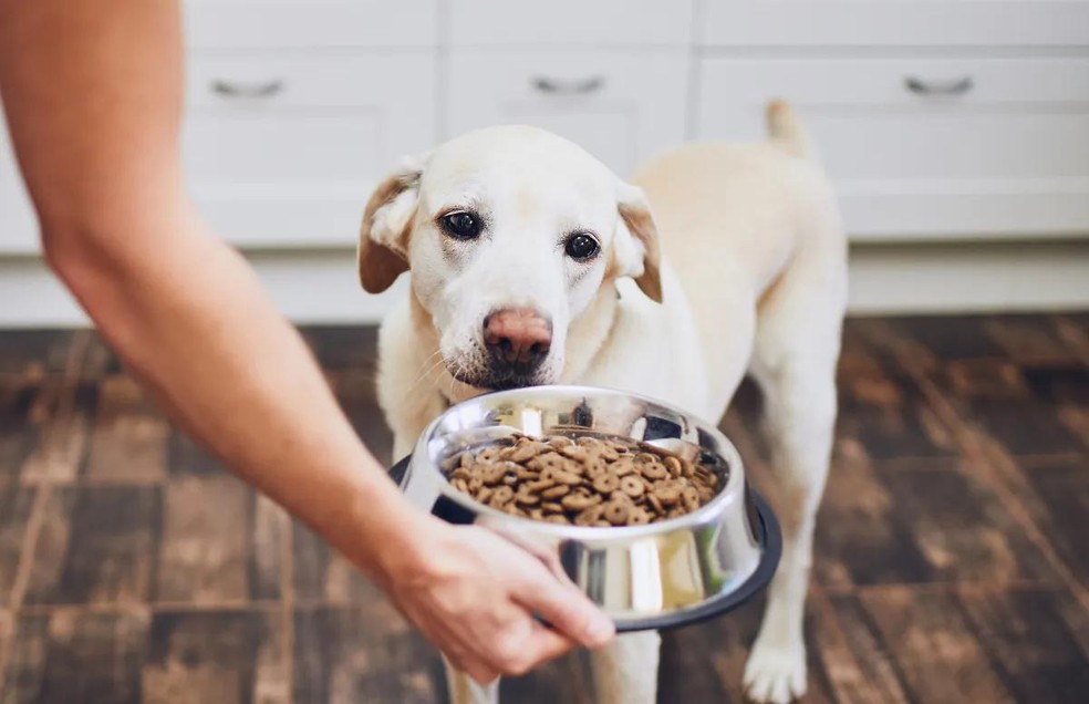 Não dar espaço ao animal na hora da alimentação pode gerar ansiedade — Foto: Canva/ CreativeCommons