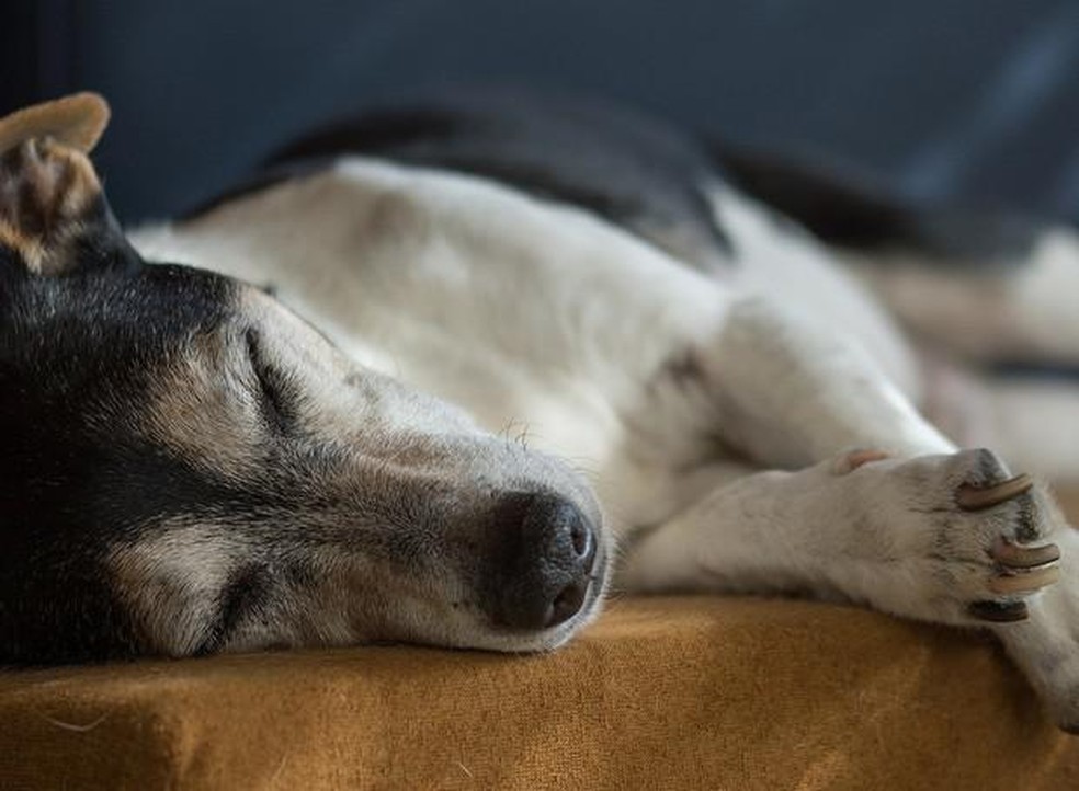 Bater palmas quando o cachorro estiver dormindo e observar a reação dele é uma das formas de saber se o animal está perdendo a audição — Foto: ( Pixabay/ 5500589/ CreativeCommons)