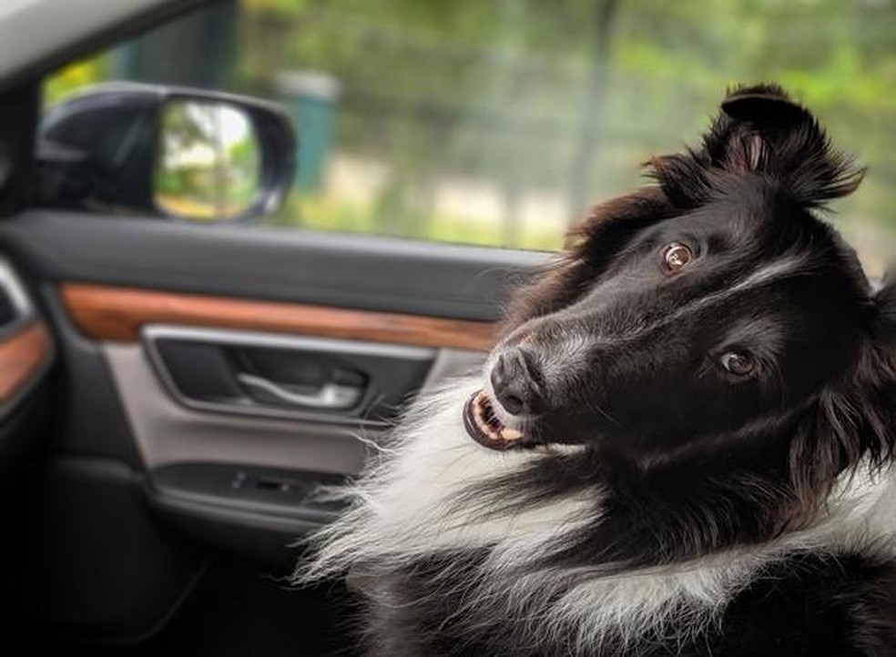 Os cuidados com o pet durante as viagens variam conforme o meio de transporte — Foto: ( Pixaba/ Stafford Green/ CreativeCommons)