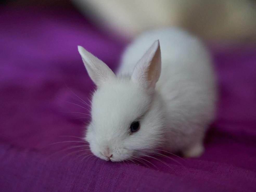 A gestação de coelhos dura por volta de um mês — Foto: ( Unsplash/ CreativeCommons/ Pablo Martinez)