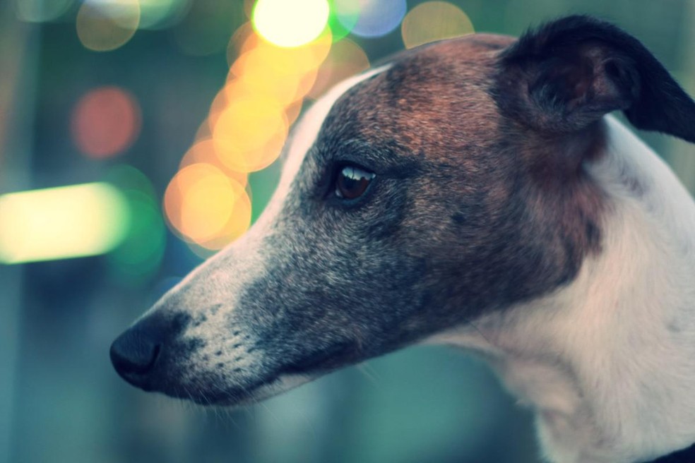 Os galgos italianos são como whippets menores e descendem do galgo inglês — Foto: ( Unsplash/ CreativeCommons/ Dada Mar)