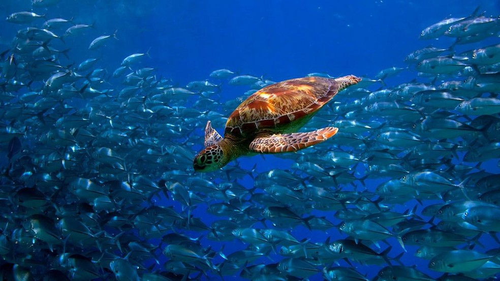 As tartarugas marinhas passam anos flutuando pelo mar com hábitos onívoros até atingirem a maturidade — Foto: ( Unsplash/ Oleksandr Sushko/ CreativeCommons)